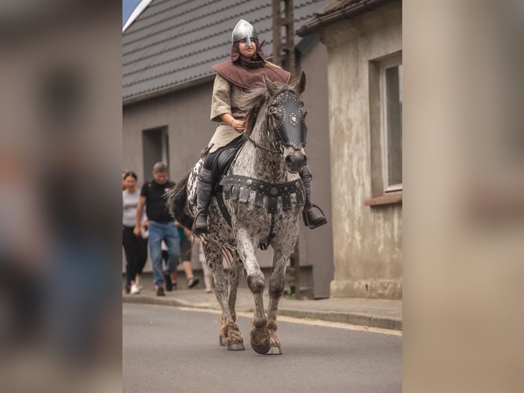 Polski koń sportowy Wałach 8 lat 162 cm Tarantowata in Santok