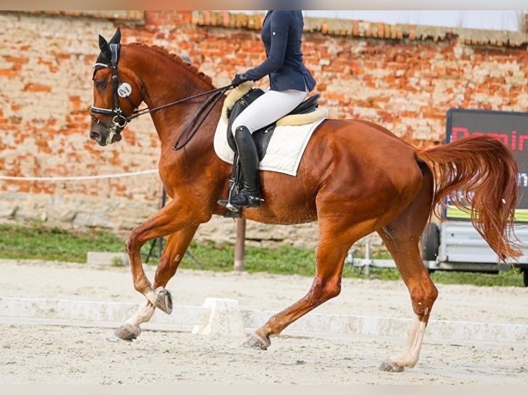 Polski koń sportowy Wałach 8 lat 175 cm Ciemnokasztanowata in Warshaw