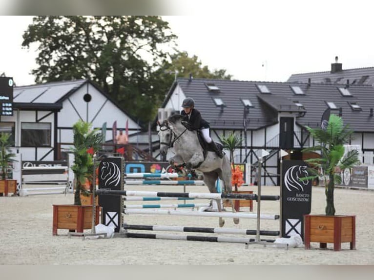 Polski koń sportowy Wałach 9 lat 160 cm Siwa in LESZNO DOLNE