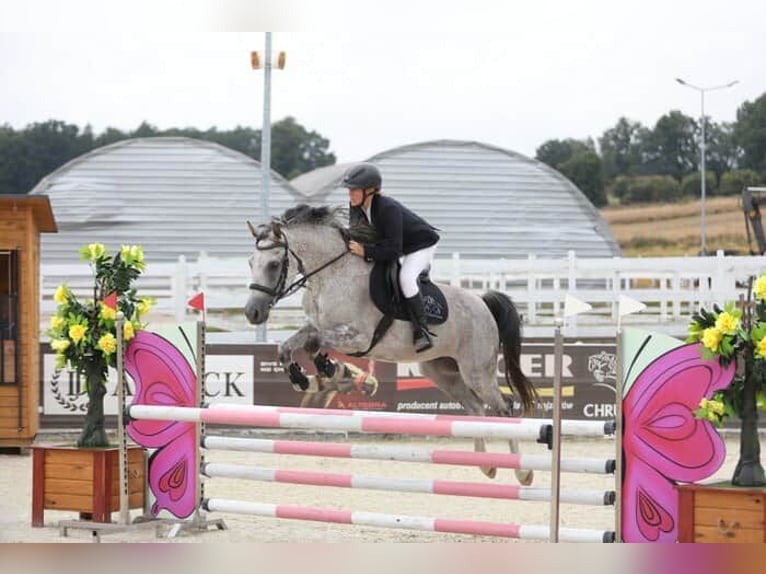 Polski koń sportowy Wałach 9 lat 160 cm Siwa in LESZNO DOLNE