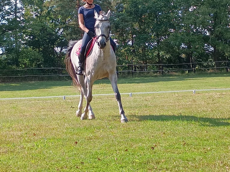 Polski koń sportowy Wałach 9 lat 160 cm Siwa in Leszno Dolne
