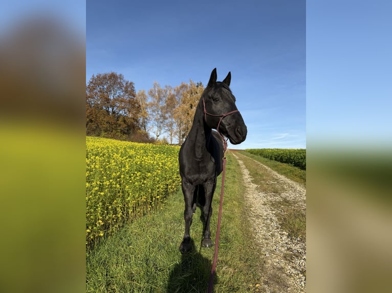 Polski koń sportowy Wałach 9 lat 166 cm Skarogniada in Bonstetten