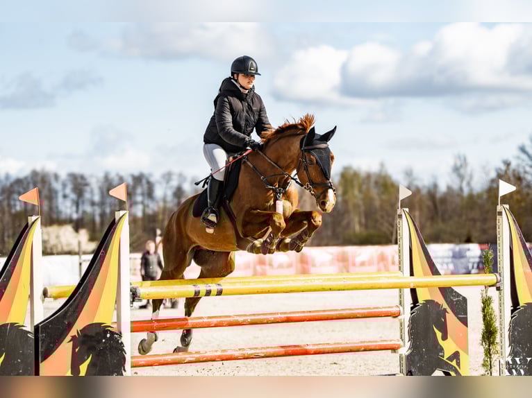 Polski koń sportowy Wałach 9 lat 173 cm Kasztanowata in Poręby