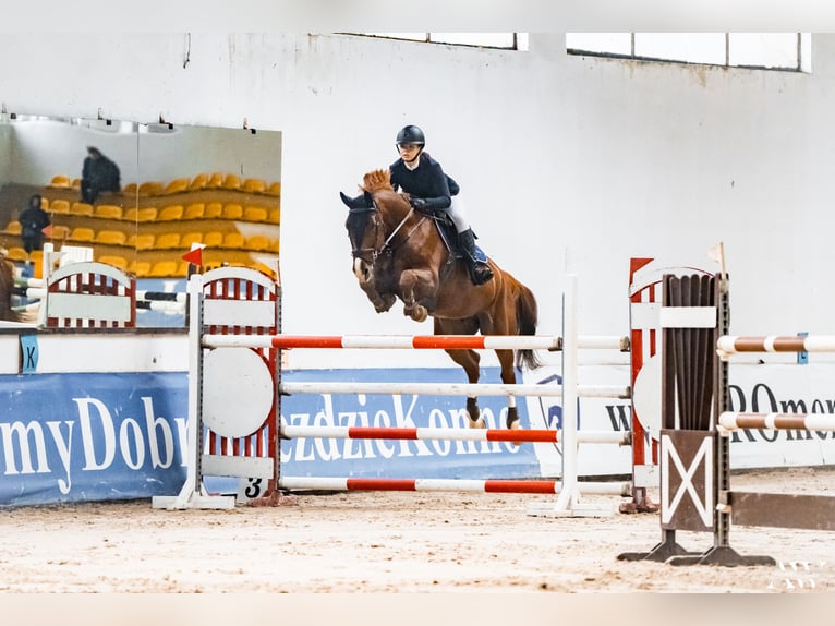 Polski koń sportowy Wałach 9 lat 173 cm Kasztanowata in Poręby