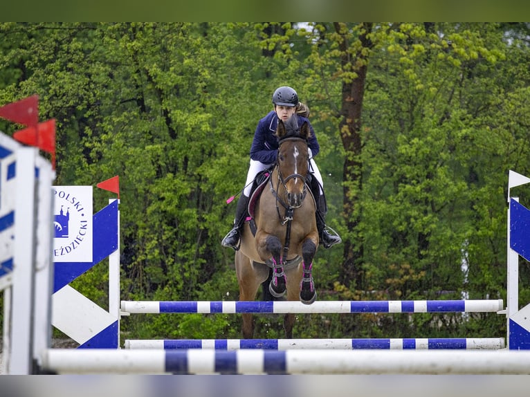 Polski koń szlachetny półkrwi Klacz 10 lat 165 cm Ciemnogniada in Zakrzów