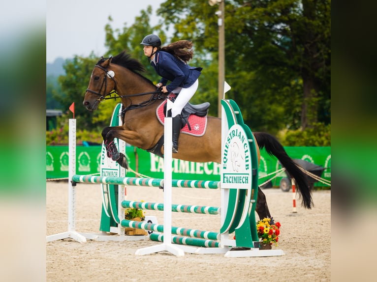 Polski koń szlachetny półkrwi Klacz 10 lat 165 cm Ciemnogniada in Zakrzów