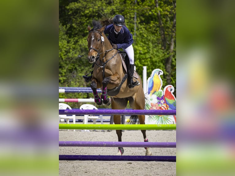 Polski koń szlachetny półkrwi Klacz 10 lat 165 cm Ciemnogniada in Zakrzów