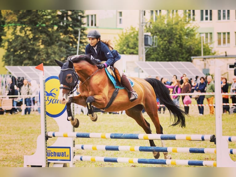 Polski koń szlachetny półkrwi Klacz 10 lat 165 cm Gniada in Lemierzyce