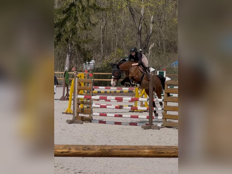 Polski koń szlachetny półkrwi Klacz 10 lat 165 cm Gniada in Lemierzyce