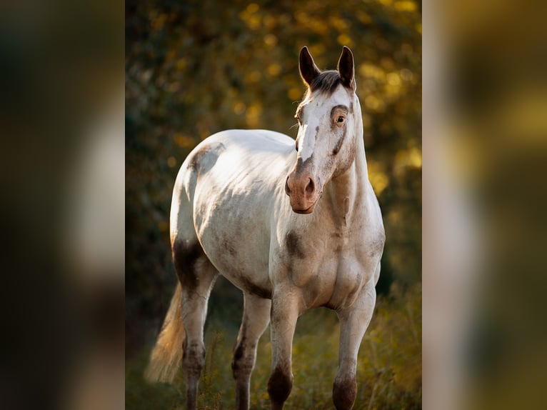 Polski koń szlachetny półkrwi Klacz 10 lat 165 cm Siwa in Vreden