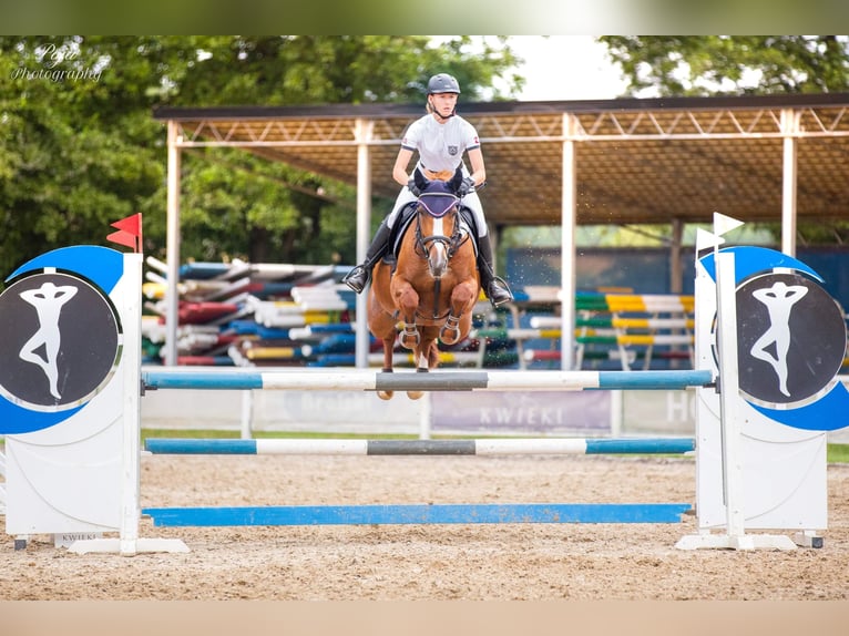 Polski koń szlachetny półkrwi Klacz 11 lat 163 cm Ciemnokasztanowata in Bydgoszcz