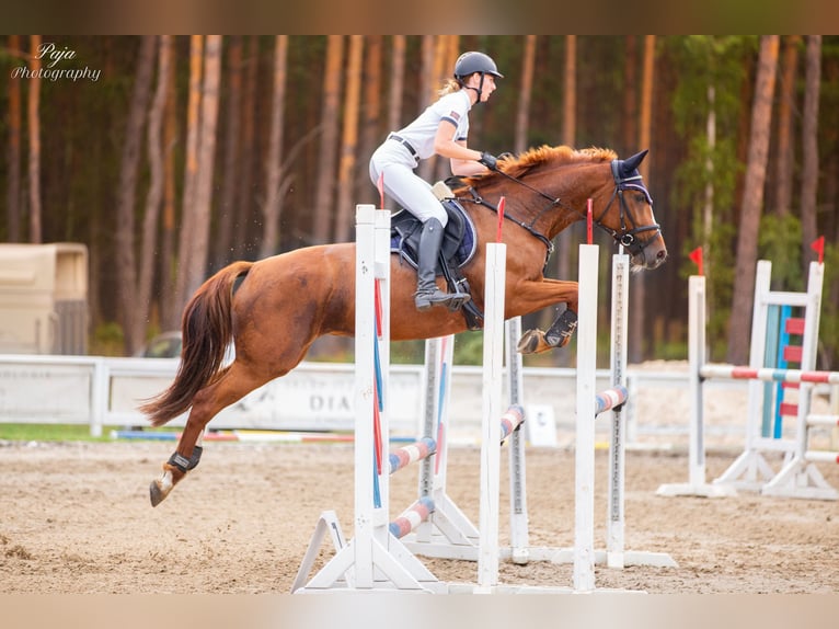 Polski koń szlachetny półkrwi Klacz 11 lat 163 cm Ciemnokasztanowata in Bydgoszcz