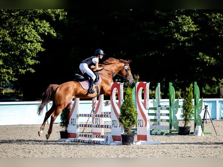 Polski koń szlachetny półkrwi Klacz 11 lat 168 cm Ciemnokasztanowata in Łazy