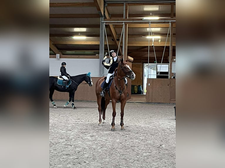 Polski koń szlachetny półkrwi Klacz 11 lat 168 cm Kasztanowata in Łazy