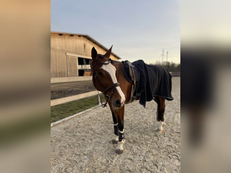 Polski koń szlachetny półkrwi Klacz 11 lat 170 cm Gniada in Piaseczno