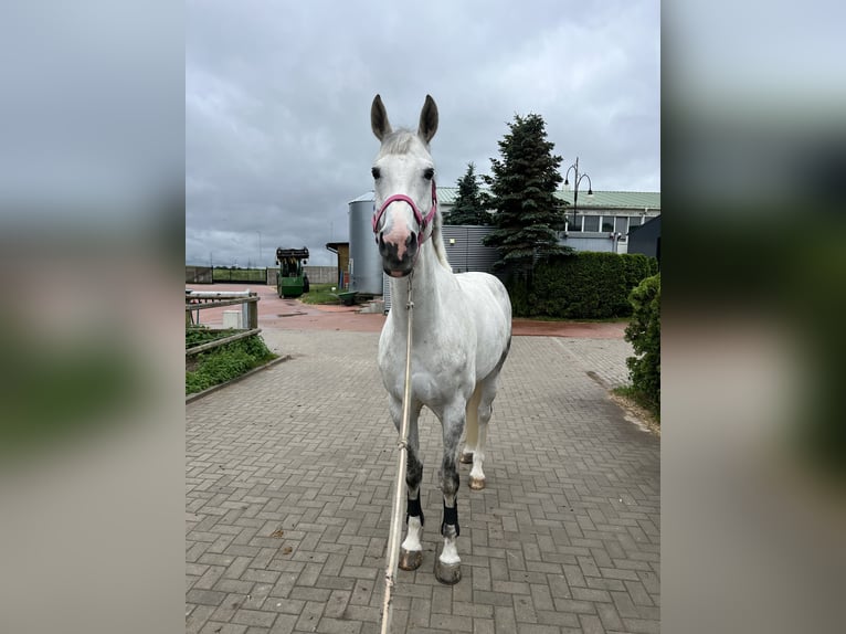 Polski koń szlachetny półkrwi Klacz 11 lat 173 cm Siwa in włodarka