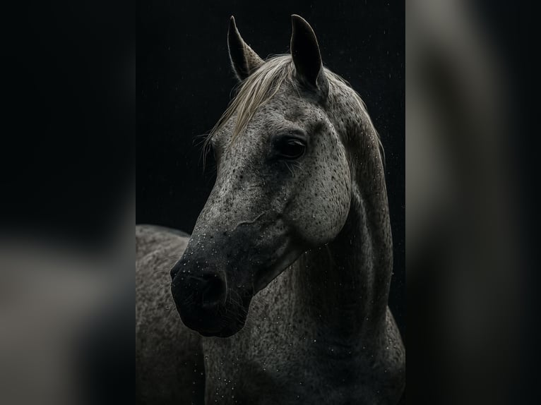 Polski koń szlachetny półkrwi Mix Klacz 12 lat 152 cm Siwa w hreczce in Zinndorf