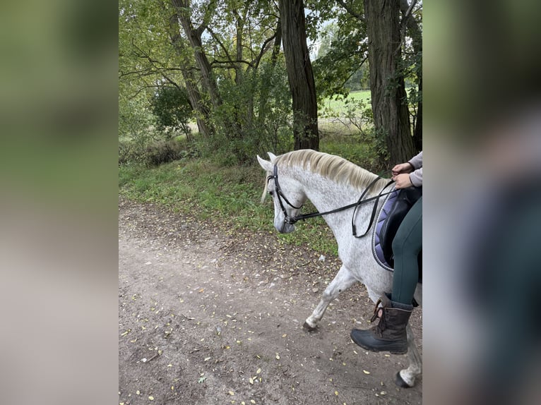 Polski koń szlachetny półkrwi Mix Klacz 12 lat 152 cm Siwa w hreczce in Zinndorf