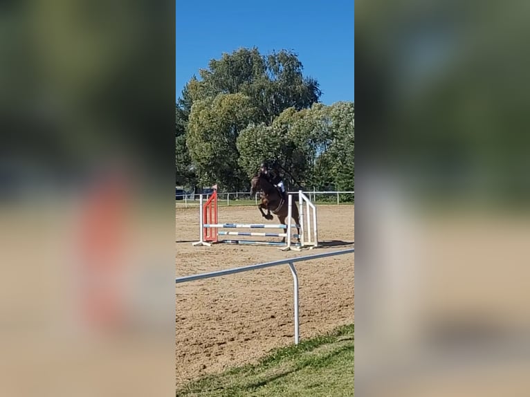 Polski koń szlachetny półkrwi Klacz 12 lat 167 cm Gniada in Janów Lubelski