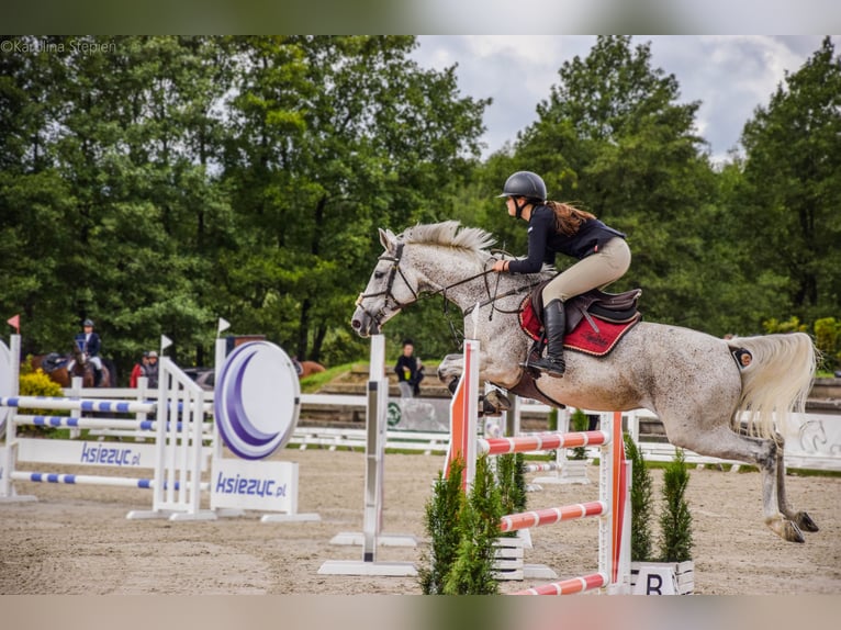 Polski koń szlachetny półkrwi Klacz 14 lat 160 cm Siwa w hreczce in yBudki &#x17B;elazowskie