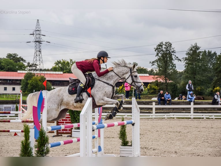 Polski koń szlachetny półkrwi Klacz 14 lat 160 cm Siwa w hreczce in yBudki &#x17B;elazowskie