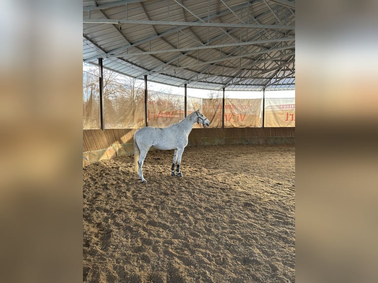 Polski koń szlachetny półkrwi Klacz 14 lat 160 cm Siwa w hreczce in yBudki &#x17B;elazowskie
