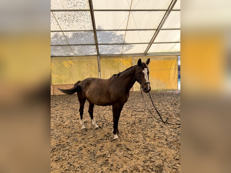 Polski koń szlachetny półkrwi Klacz 14 lat 168 cm Gniada in Gi&#x17C;ycko