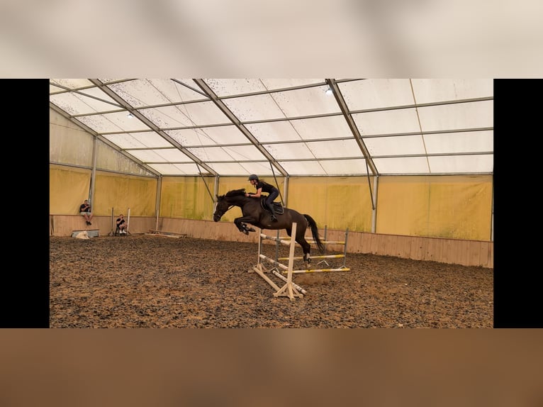 Polski koń szlachetny półkrwi Klacz 14 lat 168 cm Gniada in Gi&#x17C;ycko