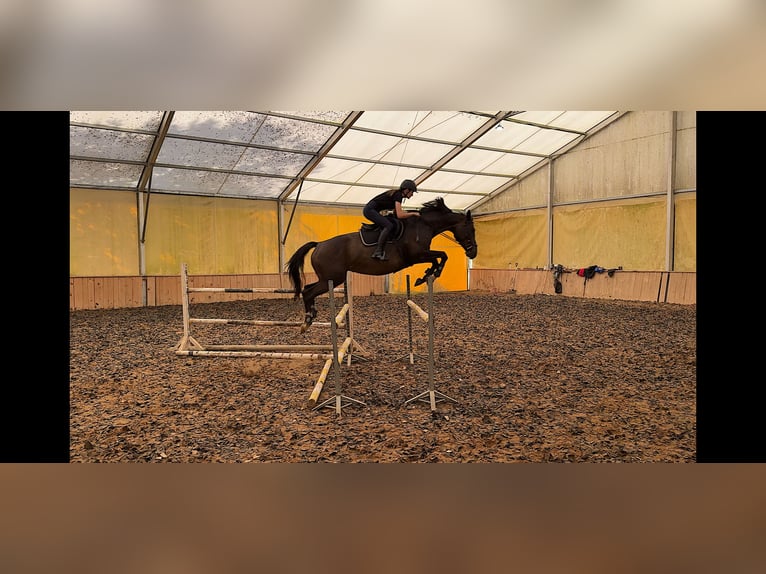 Polski koń szlachetny półkrwi Klacz 14 lat 168 cm Gniada in Gi&#x17C;ycko