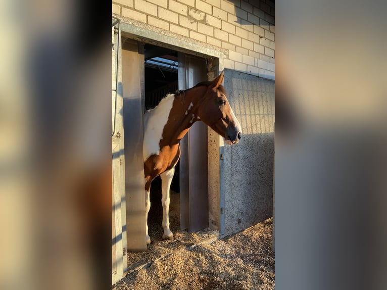 Polski koń szlachetny półkrwi Mix Klacz 15 lat 159 cm Srokata in Ludwigshafen am Rhein