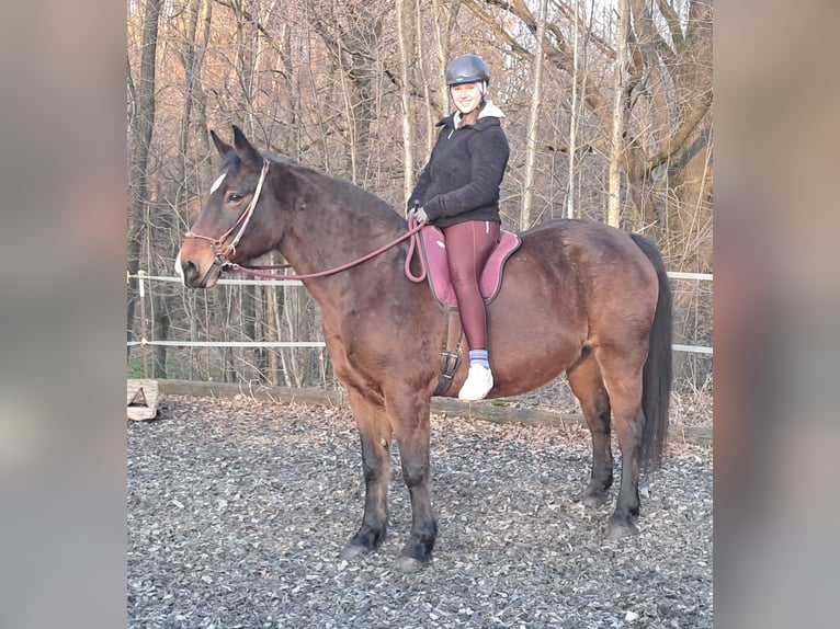 Polski koń szlachetny półkrwi Klacz 15 lat 165 cm Gniada in Bayerbach