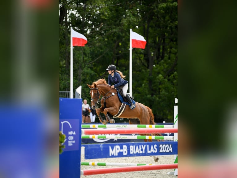 Polski koń szlachetny półkrwi Klacz 15 lat 173 cm Kasztanowata in Poznań