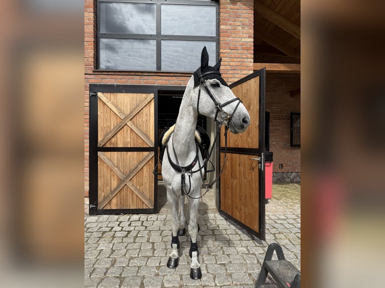 Polski koń szlachetny półkrwi Klacz 15 lat Siwa in Gdynia