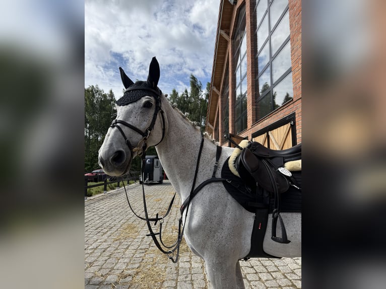 Polski koń szlachetny półkrwi Klacz 15 lat Siwa in Gdynia