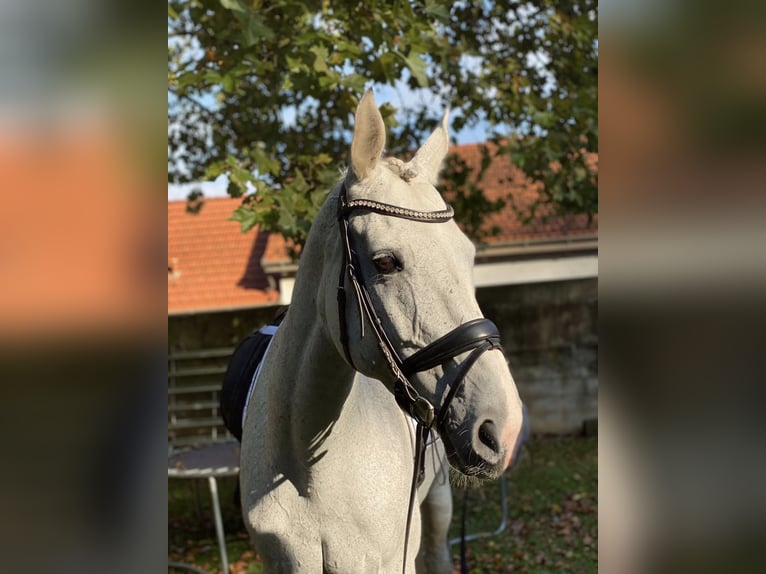 Polski koń szlachetny półkrwi Klacz 17 lat 168 cm Siwa in Kapfenberg