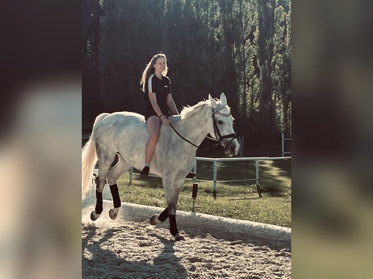 Polski koń szlachetny półkrwi Klacz 17 lat 168 cm Siwa in Kapfenberg