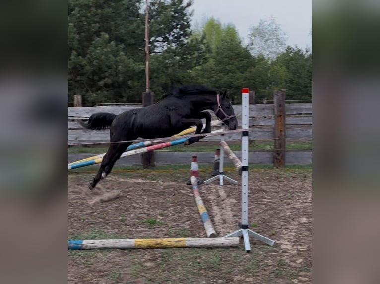 Polski koń szlachetny półkrwi Mix Klacz 1 Rok Siwa in Trzcianka