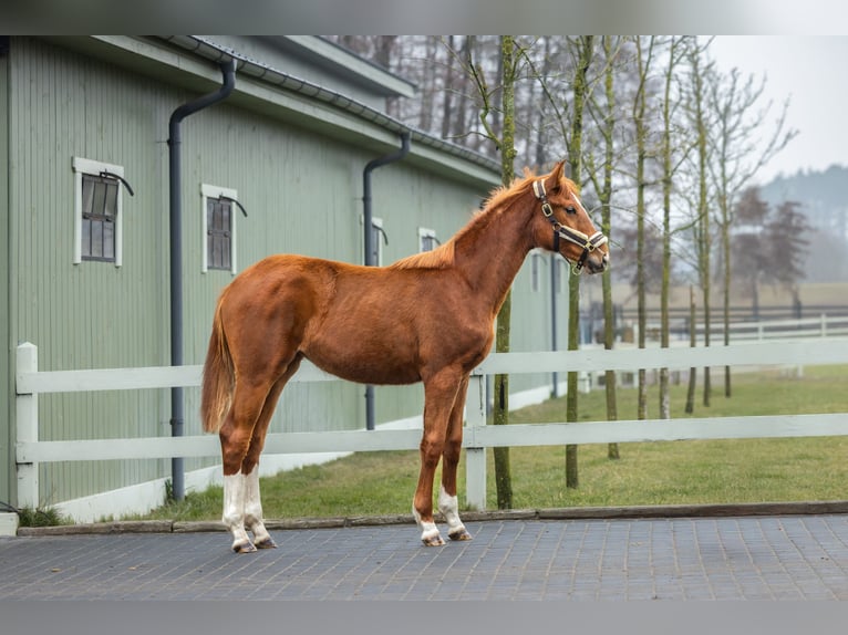 Polski koń szlachetny półkrwi Klacz 2 lat Kasztanowata in Serock