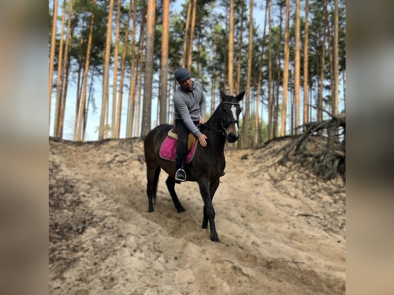 Polski koń szlachetny półkrwi Klacz 3 lat 152 cm Skarogniada in G&#xF6;rlitz