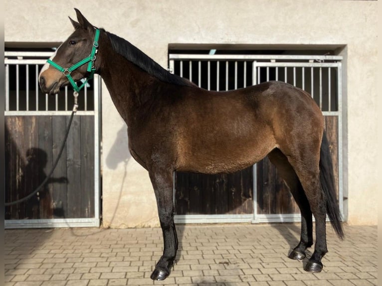 Polski koń szlachetny półkrwi Klacz 3 lat 152 cm Skarogniada in G&#xF6;rlitz