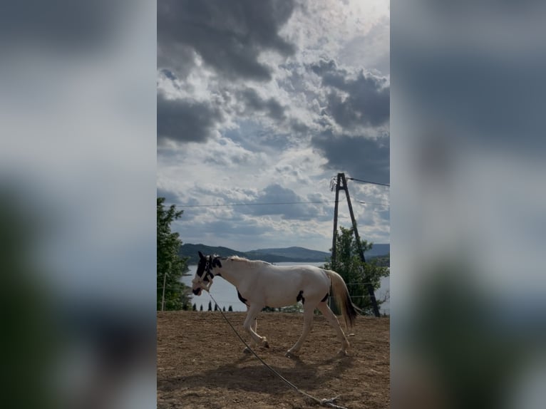 Polski koń szlachetny półkrwi Klacz 3 lat 170 cm Srokata in Gródek nad Dunajcem