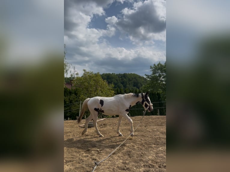 Polski koń szlachetny półkrwi Klacz 3 lat 170 cm Srokata in Gródek nad Dunajcem