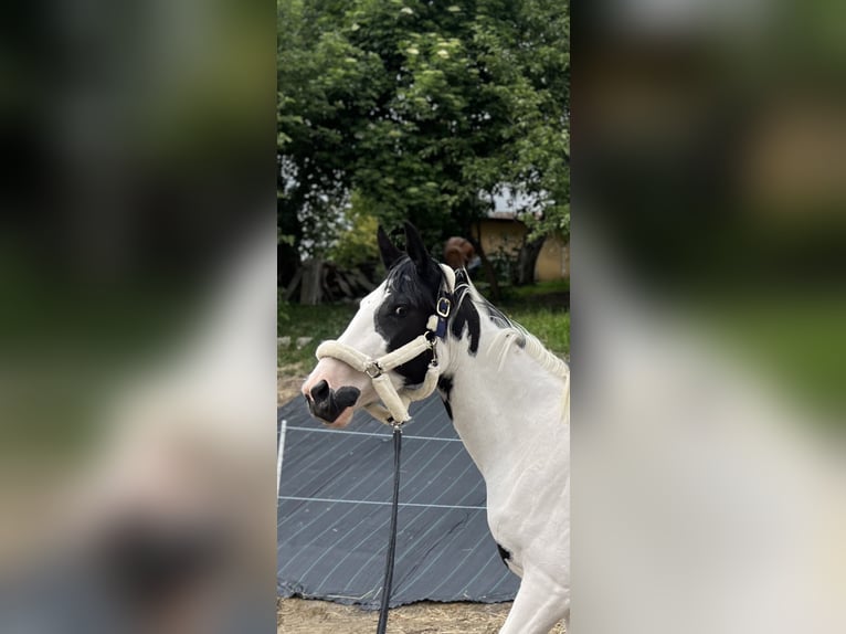 Polski koń szlachetny półkrwi Klacz 3 lat 170 cm Srokata in Gr&#xF3;dek nad Dunajcem