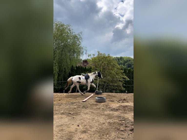 Polski koń szlachetny półkrwi Klacz 3 lat 170 cm Srokata in Gródek nad Dunajcem