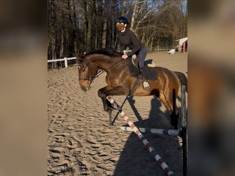 Polski koń szlachetny półkrwi Klacz 4 lat Jasnogniada in Brzeziny