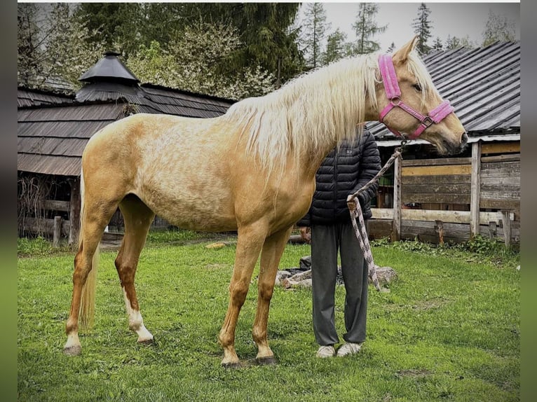 Polski koń szlachetny półkrwi Klacz 5 lat 152 cm  in Brackel