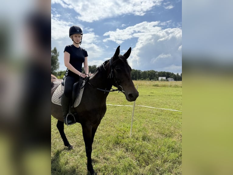 Polski koń szlachetny półkrwi Klacz 5 lat 153 cm Ciemnogniada in Legnica