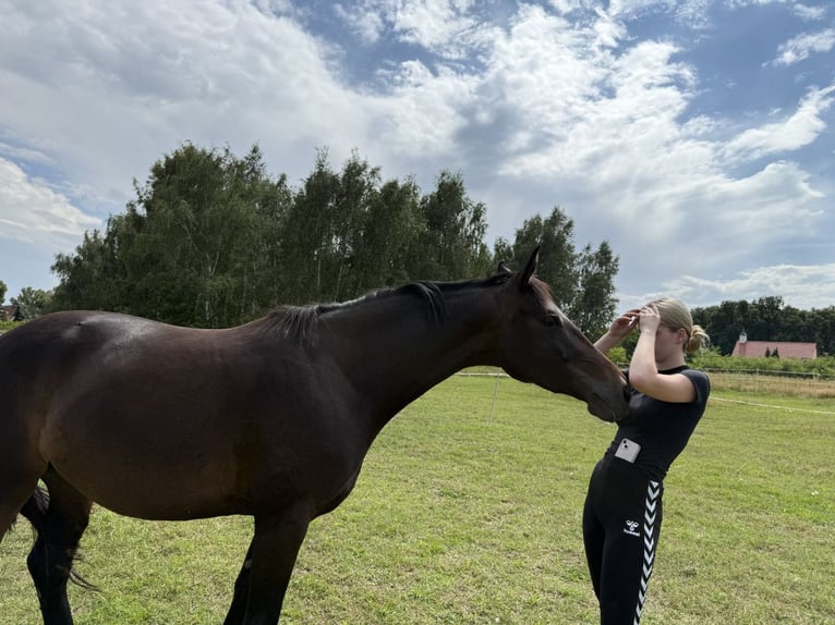 Polski koń szlachetny półkrwi Klacz 5 lat 153 cm Ciemnogniada in Legnica