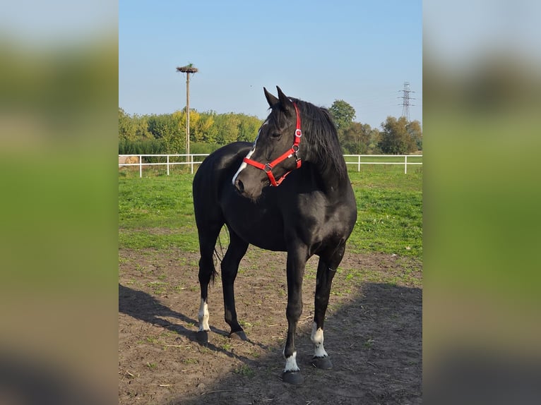 Polski koń szlachetny półkrwi Klacz 5 lat 166 cm Kara in Slesin