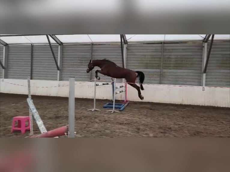 Polski koń szlachetny półkrwi Klacz 5 lat 176 cm Gniada in Jankowice